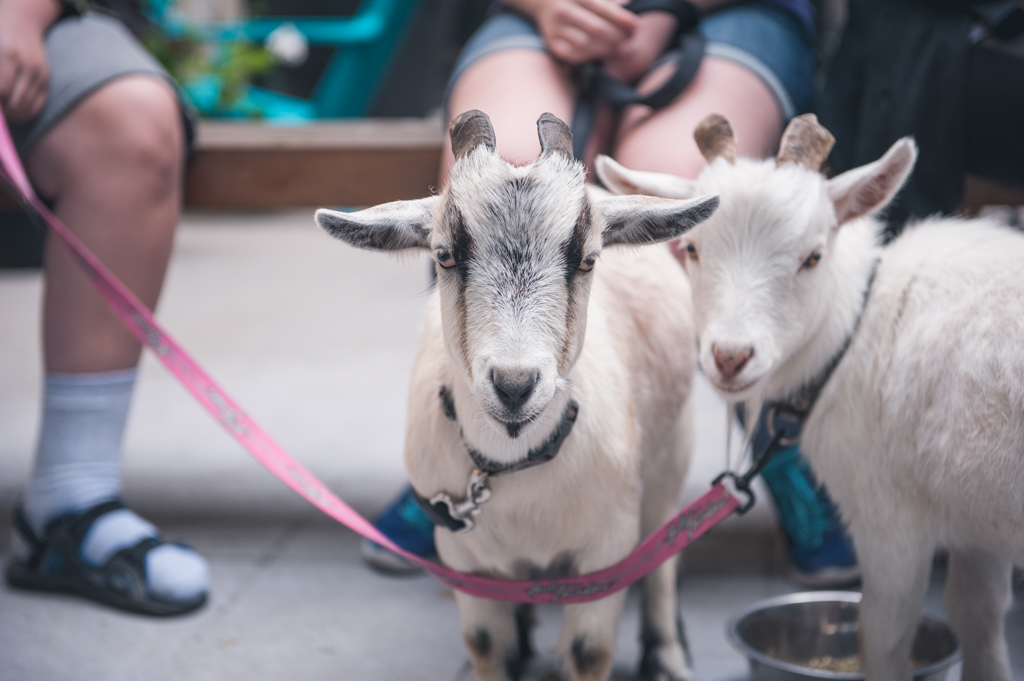 goats